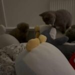 2 GCCF Blue and Silver Spotted British Shorthair in Birmingham