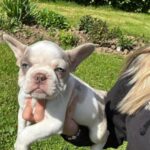 New Shade Isabella Merle French bulldog Boy , Ready Now in Boston