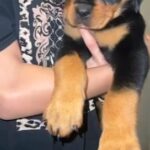 Rottwiller Puppies in Maldon