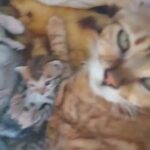bengal kittens in Worthing