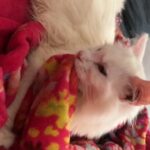 1 Year Old Female Turkish Angoran Urgently Needing A New Home in Enfield