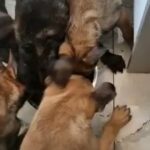 1 Male Belgium Malinois in Birmingham