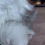 Gorgeous Persian Kitten in West Lancashire