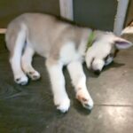huskies  puppys in County Durham