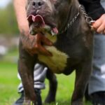 AKBC REGISTERED AMERICAN BULLYS in Bradford