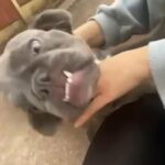 Lilac/Tan Fluffy Frenchy in Sheffield
