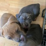 Female Pocket Bully Kona’blu X Short Stuff Euphoriabullyz Production in Birmingham
