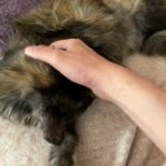 2 Years Old Spayed Maine Coon TICA GCCF in Mansfield