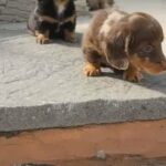Long Haired Miniature Dachshunds in Cardiff