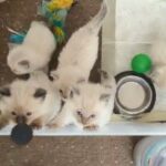 Ragdoll kitten in London
