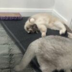 Ragdoll in Cardiff