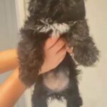 6 Shih Tzu Puppies For Sale in Worcester