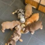 Reserved!!!!British Bulldogs Amazing Blood Lines in Bradford