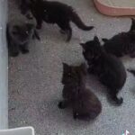 BEAUTIFUL MAINECOON BABIES in Manchester