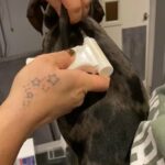 Perfect Little Paws K9 Mobile Fertility in Braintree
