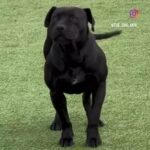 American Bully Female In Season in Birmingham