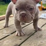 Isabella French Bulldog Boy Ready To Go? in Braintree