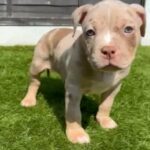 Micro Exotic Bully 9wk in Birmingham