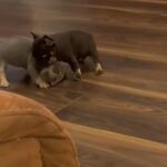 BIG ROPE Puppies Carrying Bb & Ll in Liverpool