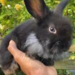 Gorgeous Mini Lion Lop Male Now Ready! in London