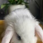 Gorgeous Mini Lops Bunnies Females in London