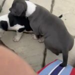 ABKC Registered XL Bully Puppies in Sheffield