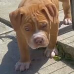 Choc Merle Female in Liverpool