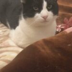 URGENTLY NEED TO GO - Male Tuxedo Kitten in London