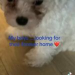 Bichon frise in Caerphilly