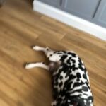 Born 3/06/2023 in Doncaster