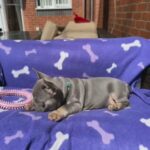 French Bulldog Puppies KC REG READY TO GO in Manchester
