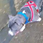 Xl Bully STUD in London