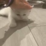Devon Rex Crossed BSH in Tunbridge Wells