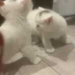Devon Rex Crossed BSH in Tunbridge Wells