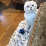 TICA Active registered Scottish Fold male in Reigate and Banstead