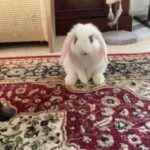 Mini Lop female rabbit 12 weeks old in London