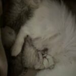 Chincilla Persian Kittens For Sale in London