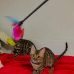 Tica Champion Lines Bengal Kittens in London