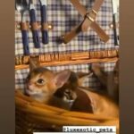Tica ????Champion lines Abyssinian Kittens in London