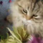 gorgeous golden pedigree persian chinchilla Male available in Derbyshire Dales
