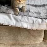 Bengal Mixed in London