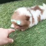 TINY CHOCOLATE PARTI POMERANIAN in Denbighshire