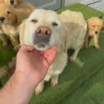 Golden Retriever Puppies in Oxford