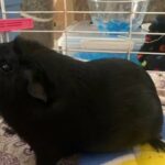 Single Male Guinea Pig Called Equinox in London