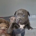 American Pocket Bullies ABKC Registered in London