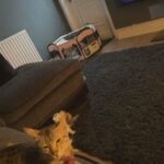 Savannah/British Shorthair in Nottingham