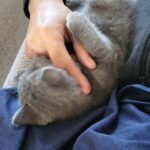 British shorthair kitten in East Staffordshire