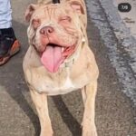 rainbow litter available in Monmouthshire