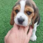 Beagle puppies pure breed in Plymouth