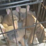French Bulldogs in Walsall